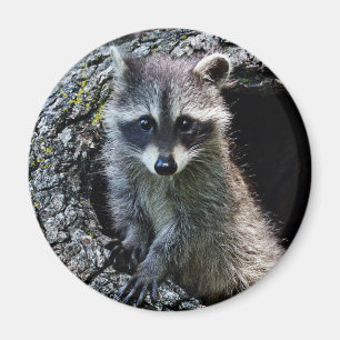 Raccoon in the Den Magnet