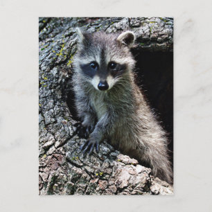 Raccoon in the Den Postcard