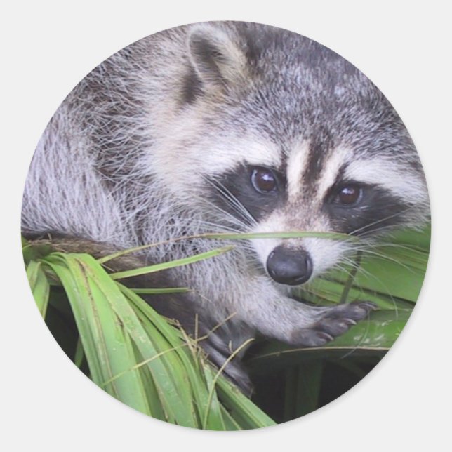 Raccoon In The Plants Classic Round Sticker (Front)