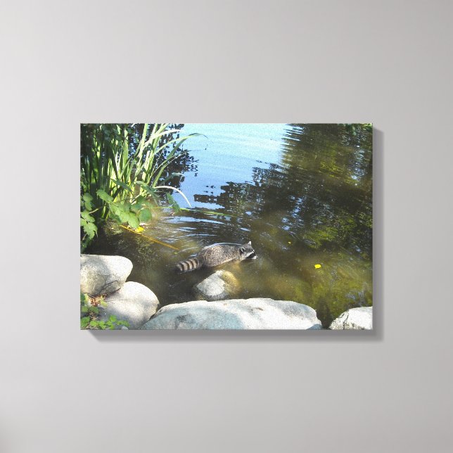 Raccoon in the Stream Canvas Print (Front)
