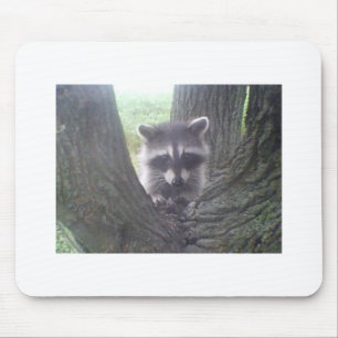 Raccoon In Tree Mouse Pad