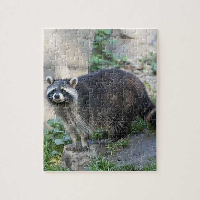 Raccoon Jigsaw Puzzle (Vertical)