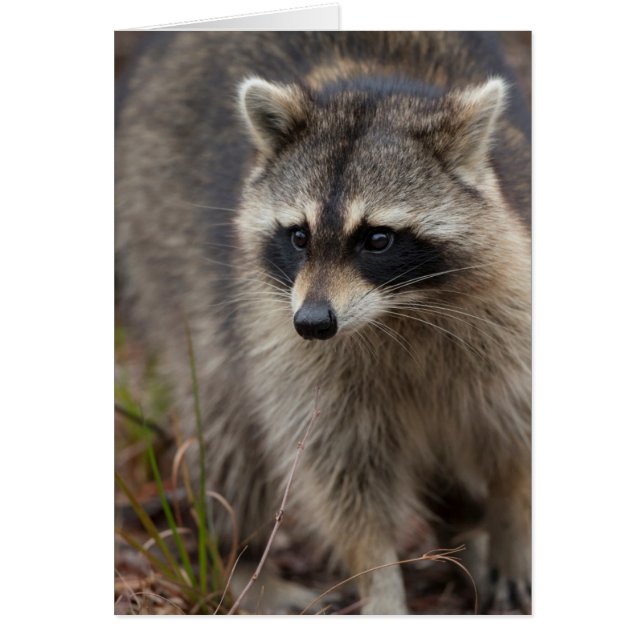 Raccoon, Lotor Procyon, Floride (Devant)