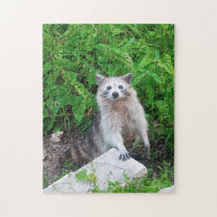 Raccoon Lovers Wildlife Jigsaw Puzzle