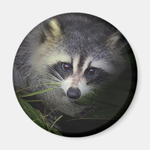 Raccoon Magnet