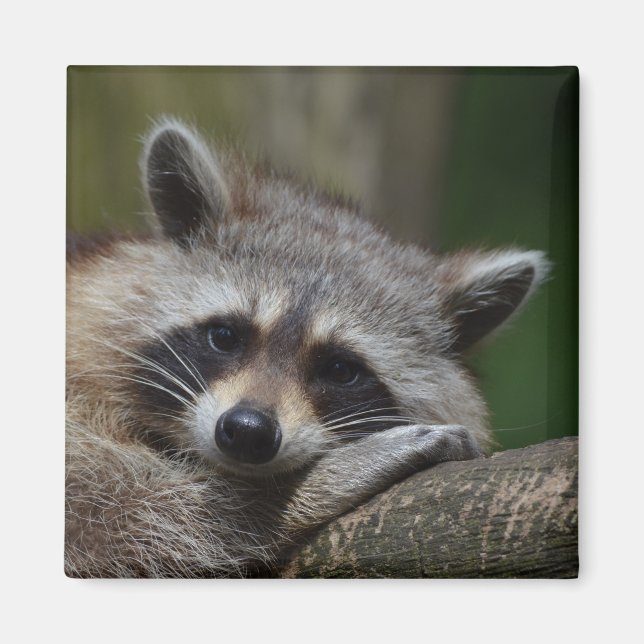 Raccoon Magnet (Front)