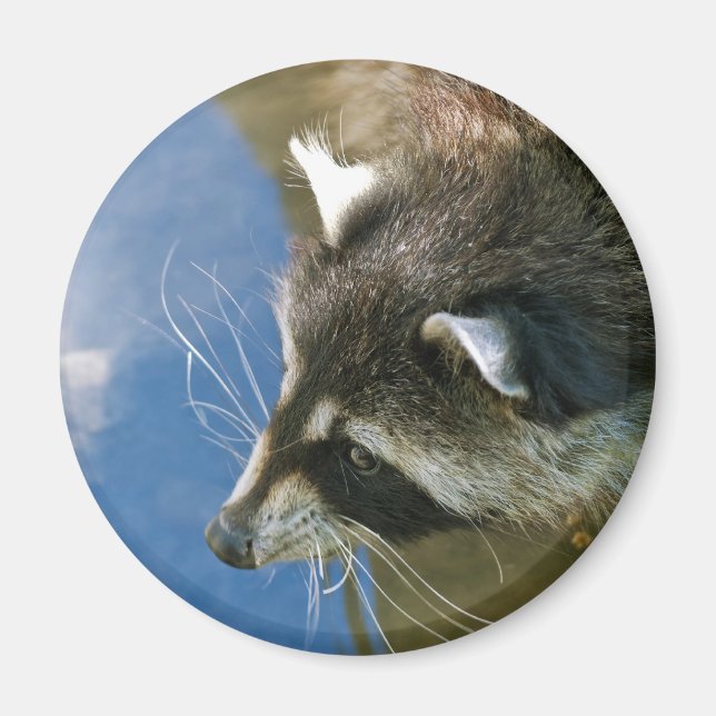 Raccoon Magnet (Front)