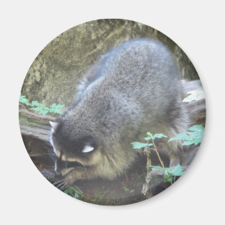 Raccoon Magnet