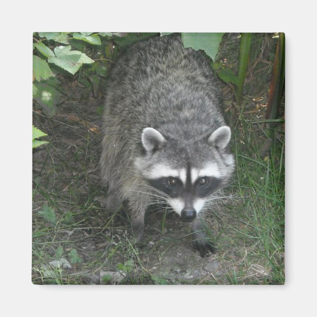 Raccoon Magnet (Front)