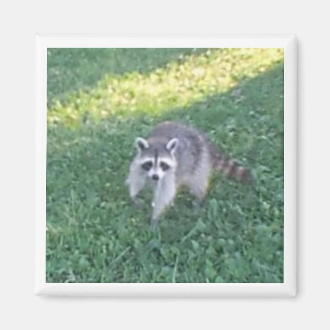 Raccoon Magnet (Front)