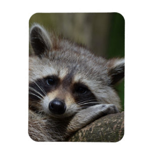 Raccoon Magnet
