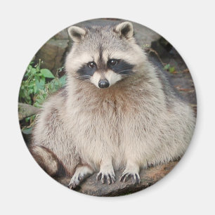Raccoon Magnet