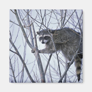 Raccoon Magnet