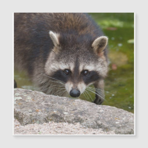 Raccoon Makes Direct Eye Contact
