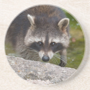 Raccoon Makes Direct Eye Contact Coaster