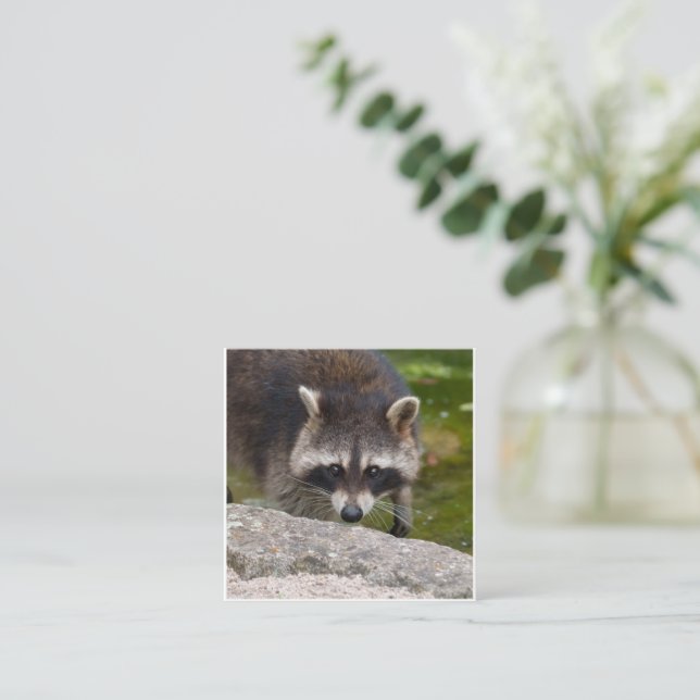 Raccoon Makes Direct Eye Contact Enclosure Card (Standing Front)