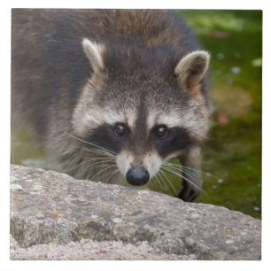 Raccoon Makes Direct Eye Contact Tile
