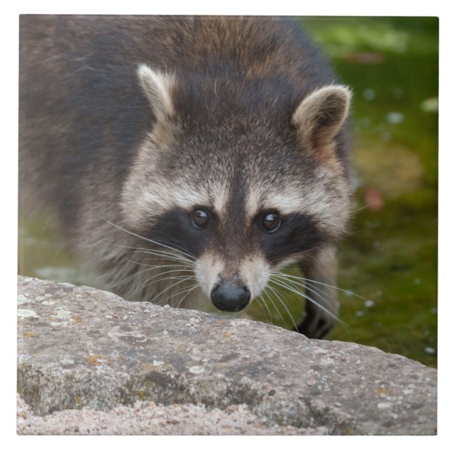 Raccoon Makes Direct Eye Contact Tile (Front)