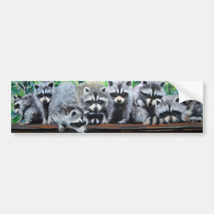 Raccoon Meeting Bumper Sticker