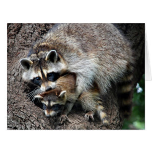 Raccoon mère et kit