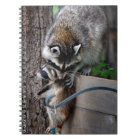 Raccoon Mother and Kit 3