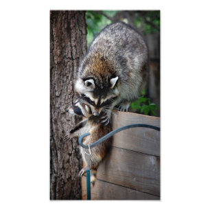 Raccoon Mother and Kit 3 Photo Print