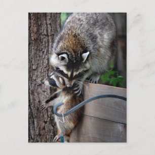 Raccoon Mother and Kit 3 Postcard