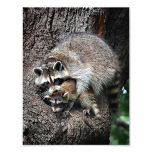 Raccoon Mother and Kit Photo Print