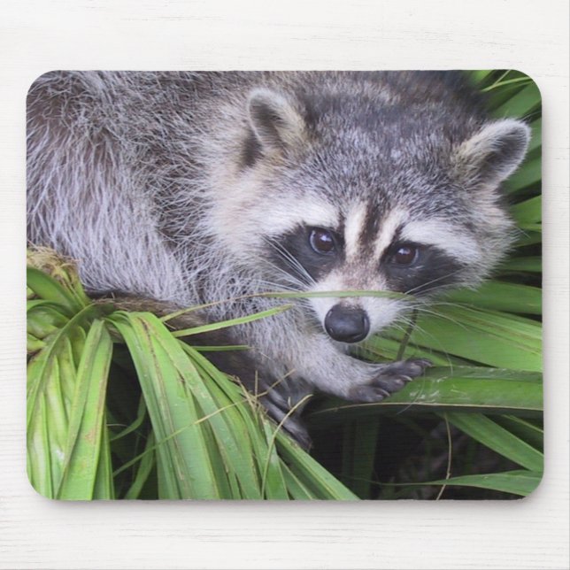 Raccoon Mouse Pad (Front)