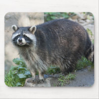 Raccoon Mousepad