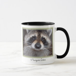 Raccoon mug - Procyon lotor