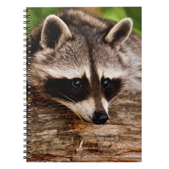 Raccoon Notebook (Front)