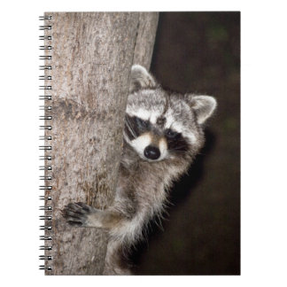 raccoon notebook