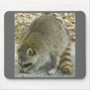Raccoon on Rock Mousepad