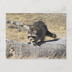 Raccoon On The Tree Log Postcard