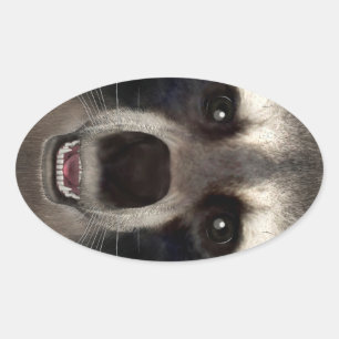 Raccoon Oval Sticker