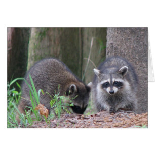 Raccoon Pair