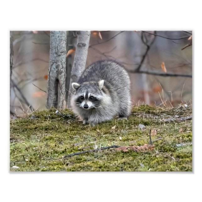 Raccoon Photo Enlargement (Front)