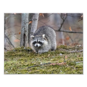Raccoon Photo Enlargement Print