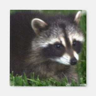 Raccoon Photo Magnet