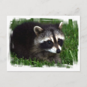 Raccoon Photo Postcard
