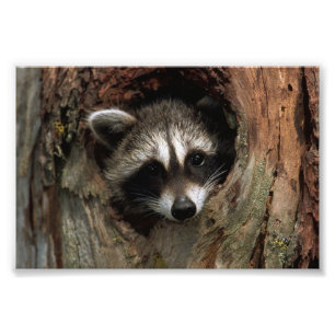Raccoon Photo Print