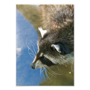 Raccoon Photo Print
