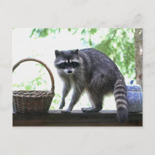 Raccoon Picture Postcard