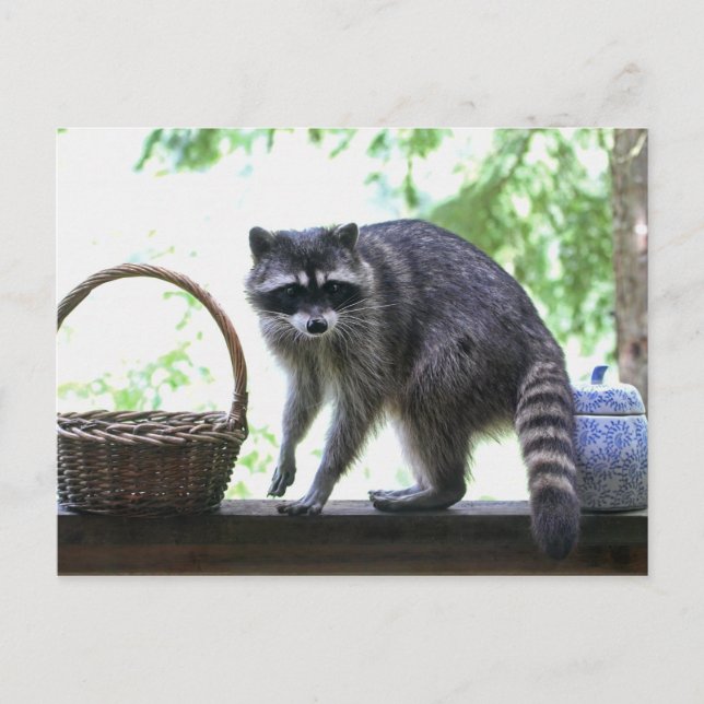 Raccoon Picture Postcard (Front)