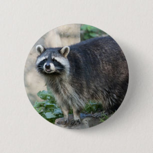 Raccoon Pin