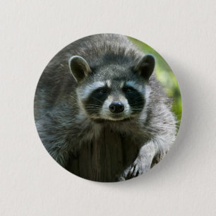 Raccoon Pin
