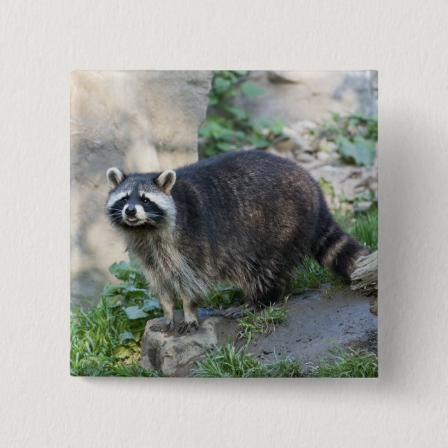 Raccoon Pins (Front)