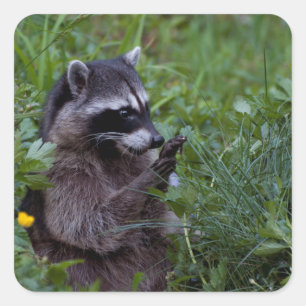 Raccoon Playing! Square Sticker