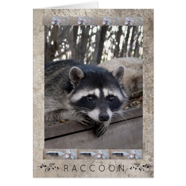 Raccoon Portrait (Front)